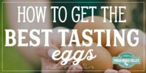 What To Feed Chickens To Get The Best Tasting Eggs 3