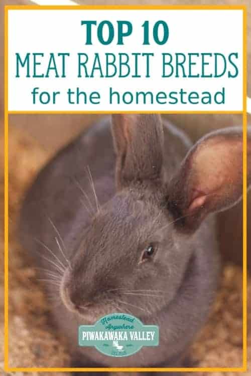 10 Best Meat Rabbit Breeds: Choosing a Breed of Meat Rabbit