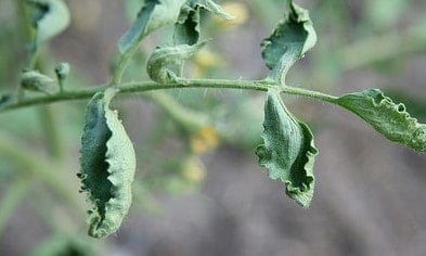 Tomato leaves affected by spray drift