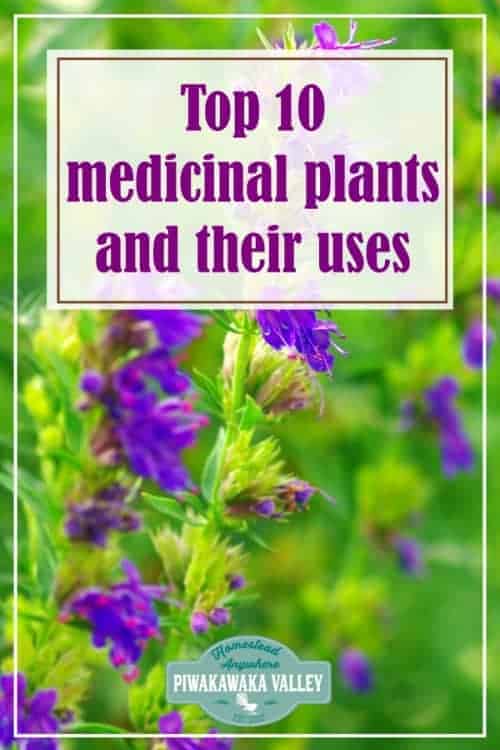 10 medicinal plants and their uses with pictures