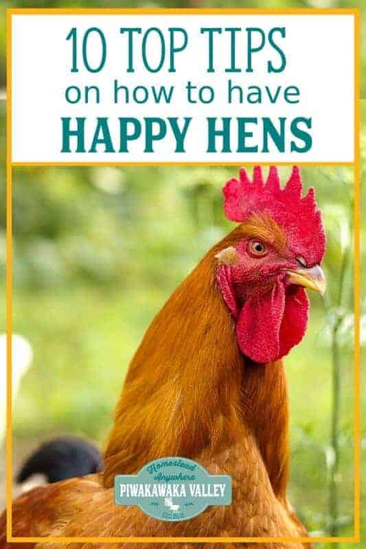 10 Top Tips On How To Make Chickens Happy Have Happier Hens