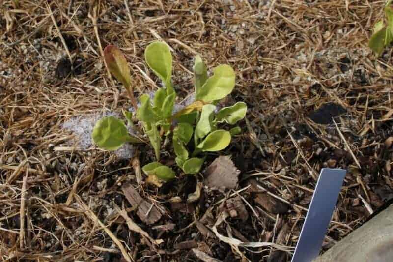 nitrogen deficiency in spinach