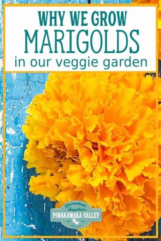 growing marigolds in the vegetable garden