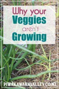 why my vegetables are not growing