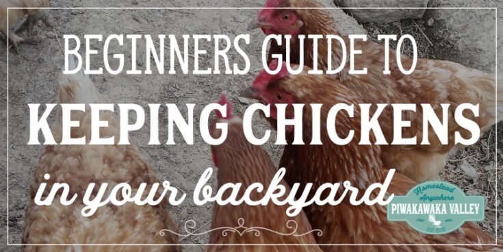 Ultimate Guide to Feeding Chickens: What can chickens eat list