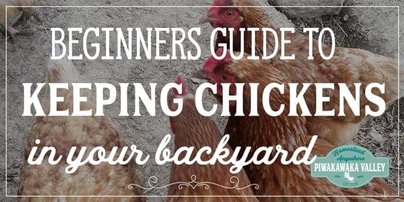 beginner chickens 2