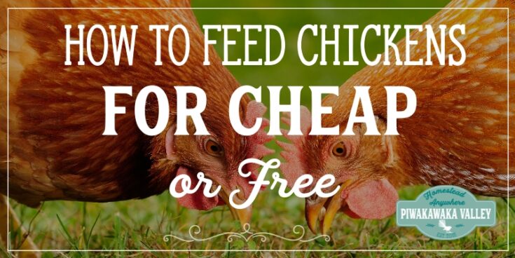 Ultimate Guide to Feeding Chickens: What can chickens eat list