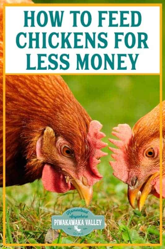 how to feed chickens for less money promo image