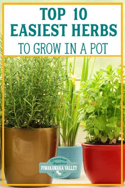 The 10 Easiest Herbs to Grow in a Pot