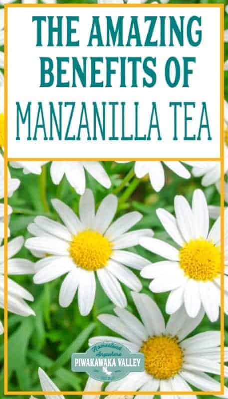 Manzanilla tea benefits promo image
