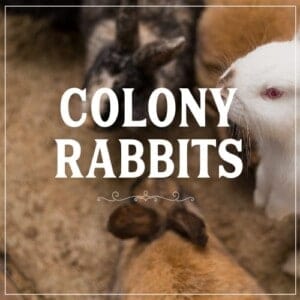 Raising meat rabbits in a colony clickable image