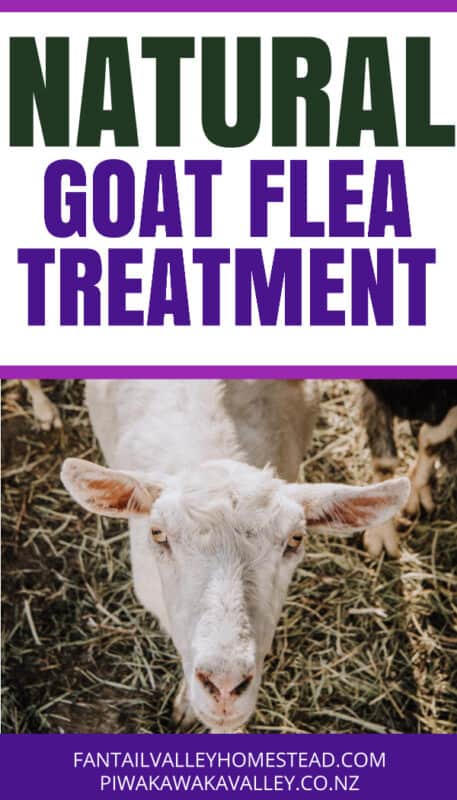 Goat flea treatment best sale