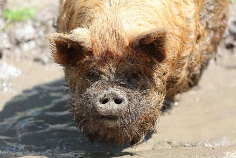 Kune kune pig image