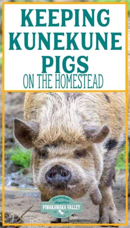 Kunekune pigs ont he homestead promo image