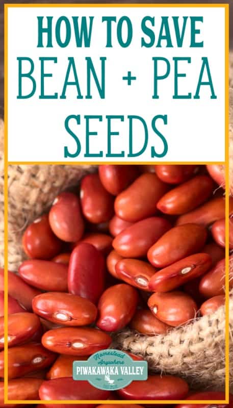 How to save bean and pea seeds for future planting (with video)