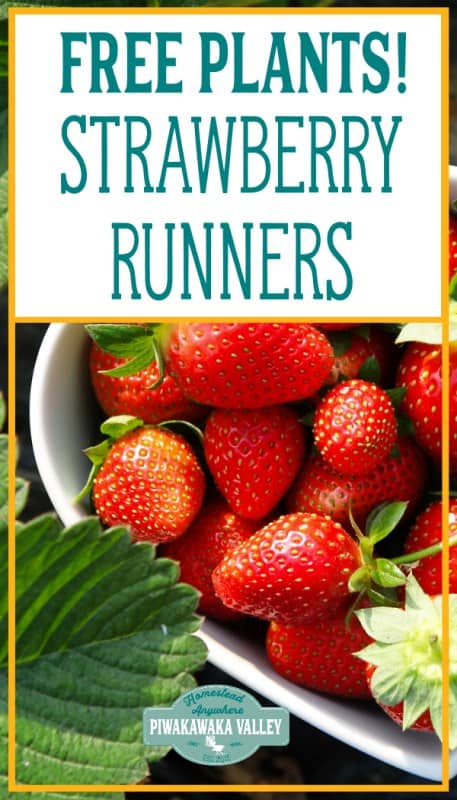 how to get more strawberry plants: planting strawberry runners