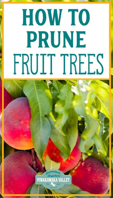 how to prune fruit trees in winter