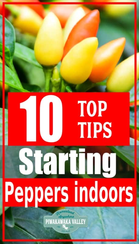 How to start peppers indoors (with video)