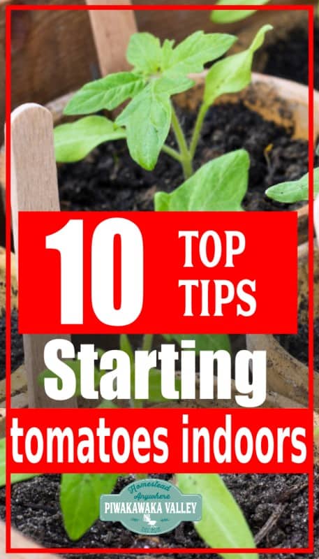 how to start tomatoes indoors