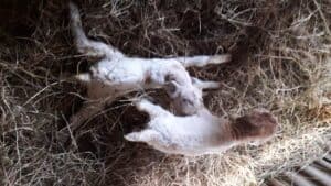 Newborn goat can't stand with weak legs