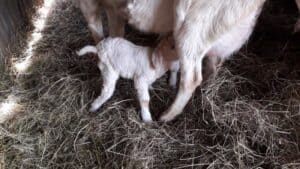 Newborn goat leg bends backwards