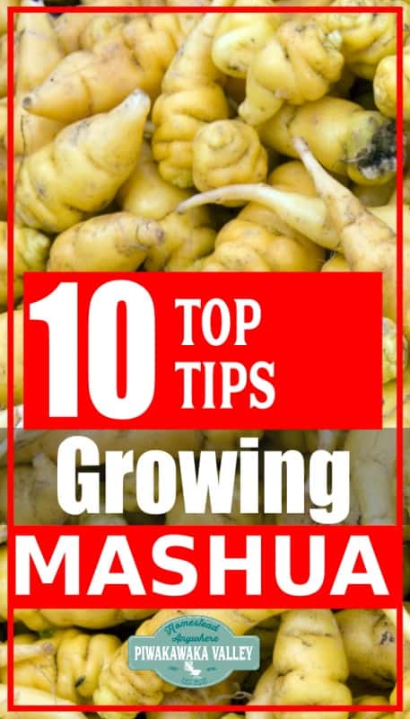 how to grow mashua