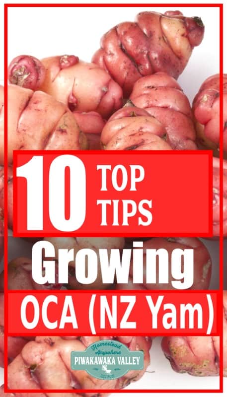 Growing Oca (Oxalis tuberosa or New Zealand Yam) is an increasingly common activity for home gardeners. Oca is a small tuber that is as popular as the potato in the Andes but it does not suffer blight, so knowing how to grow oca is a great way of building a resilient, sustainable and food-secure garden in your backyard.