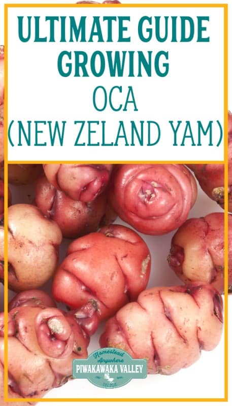 How to grow Oca