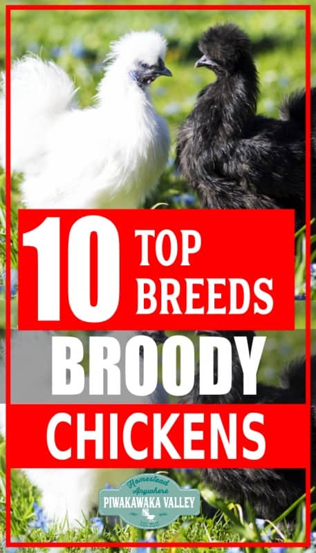 If you are wanting to maintain a self sustainable chicken flock, you will probably be looking for the best broody chicken breeds. Broodiness varies in both breeds and individual birds and will fluctuate over the seasons.