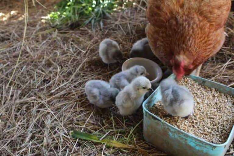 10 Best broody chicken breeds