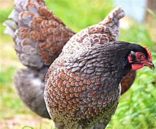 10 Best broody chicken breeds