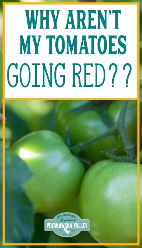 Why aren't my tomatoes goin red? If you are struggling with tomatoes not ripening on the vine, here are some reasons they aren't and how you can make your tomatoes ripen faster.