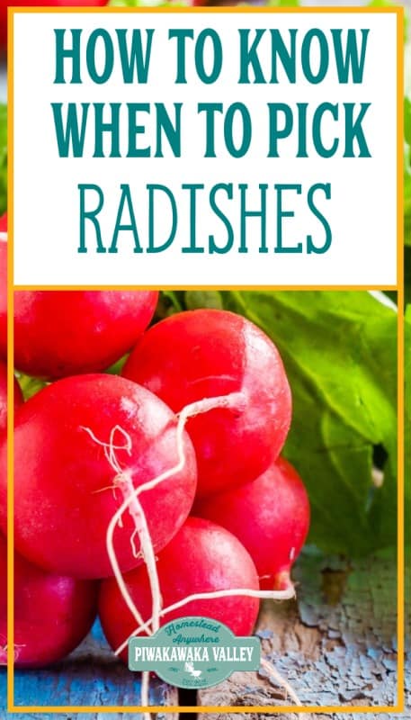 Are you growing radishes and are not sure when to pick radishes to make sure they aren't pithy or gross? This how to guide on growing radishes for beginners will show you how!