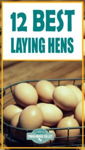 12 Best egg laying chickens for your backyard