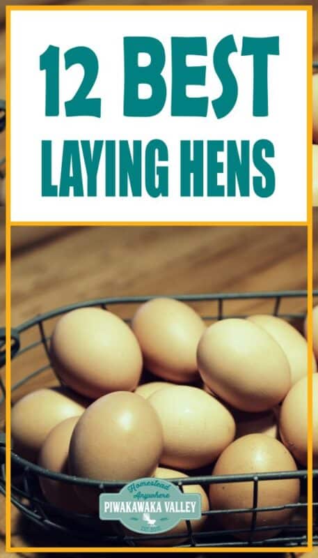 There are so many chickens available and trying to choose the best backyard laying chickens for your situation can be an overwhelming task. I trust these recommendations have helped you make a decision for what <a href=