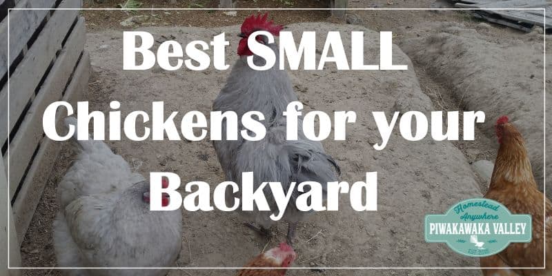 Backyard chickens are extraordinary. You get to pick farm-fresh eggs every day, get good manure for your garden, and make great pet friends. You don't want to miss out on all this goodness, but with 100s of small chicken breeds to choose from, it can get overwhelming. This guide will help you choose the best small chicken breeds for your backyard.