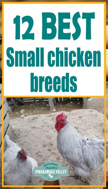 Best Small Chicken Breeds For Your Backyard