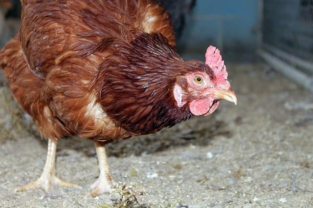 rhode island red