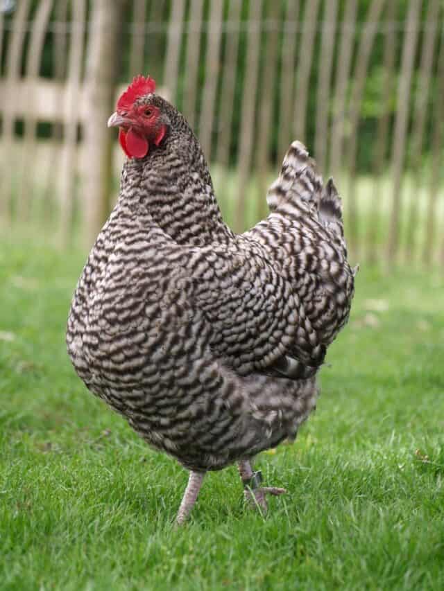 12 Best egg laying chickens for your backyard