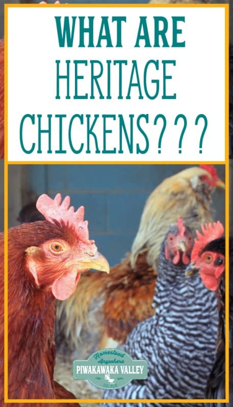 A guide to pedigree, purebred, heritage and hybrid chicken breeds