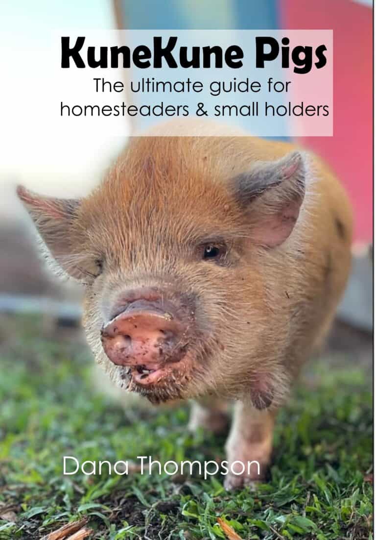 Keeping Kune Kune Pigs on a Homestead