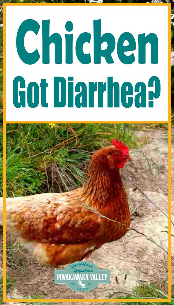 Home Remedies For Chickens With Diarrhea