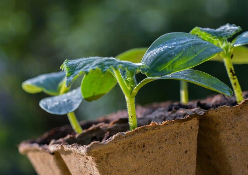 seedling vs transplants for growing a vegetable garden image of peat pots