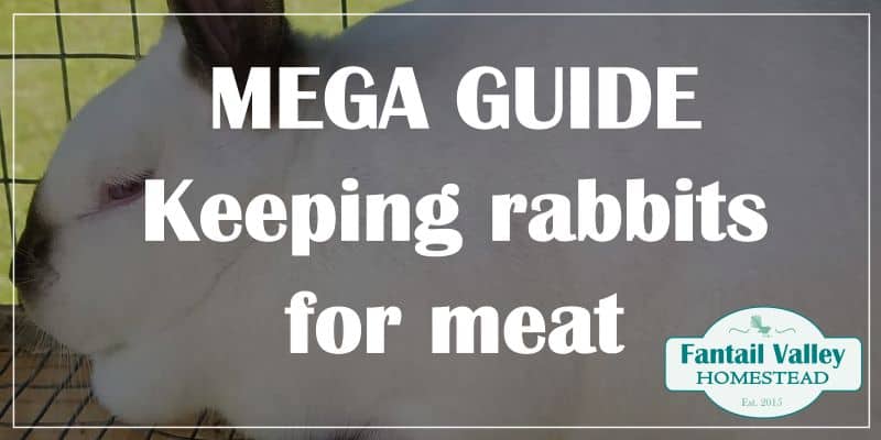 keeping rabbits for meat feature image
