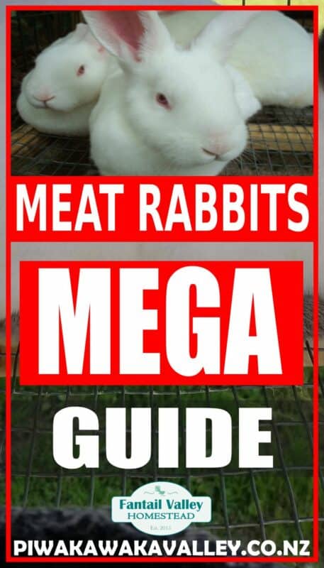 Raising rabbits for meat in your backyard promo image