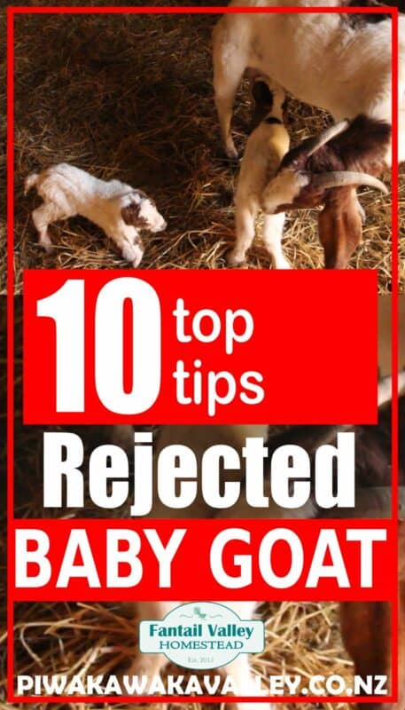 rejected baby goat image