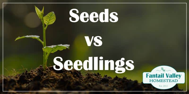 There are pros and cons to growing vegetables from seed and there are pros and cons to growing vegetables from seedlings. Below is a list of the positives and negatives to both ways of growing plants for your garden, a list of which vegetables do better from seeds or transplants, and how to grow vegetables from either method.