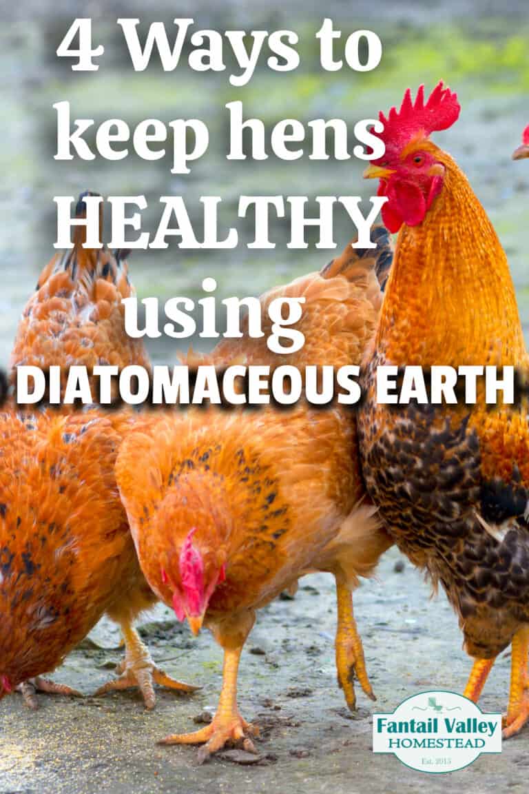 4 Brilliant ways to use Diatomaceous Earth for Chickens