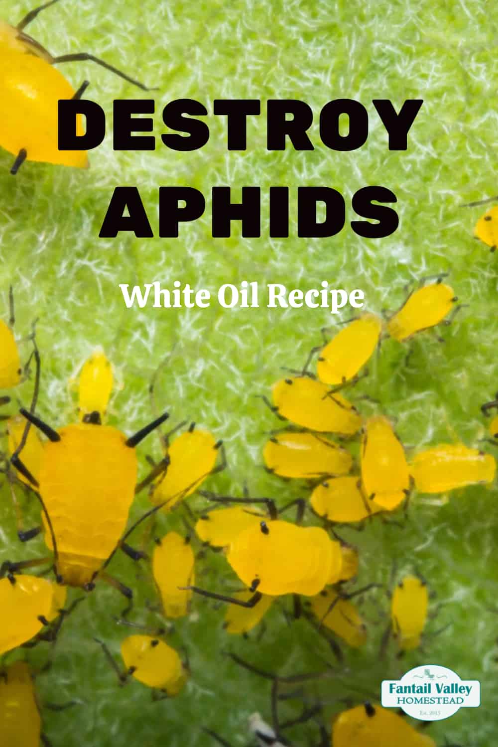 Black bugs on Cucumbers How to treat a melon aphid infestation